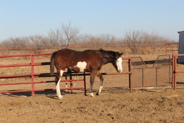 Exceptional Look | WFHC Texas Breeders Stallion Auction and Futurity