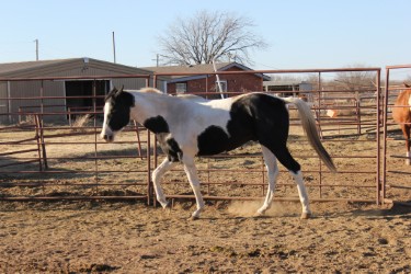 Exceptional Look | WFHC Texas Breeders Stallion Auction and Futurity